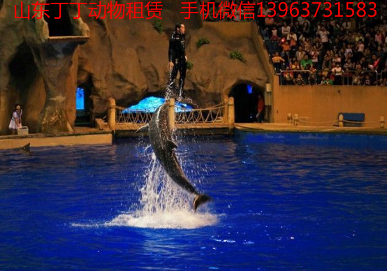 海豚1_meitu_123.jpg